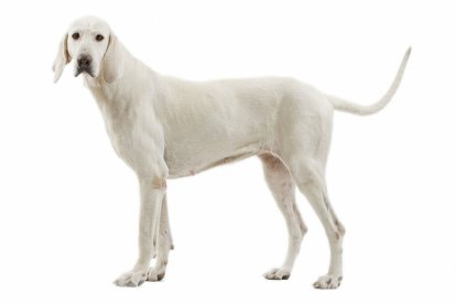 Es un animal muy inteligente y fiel con sus humanos.