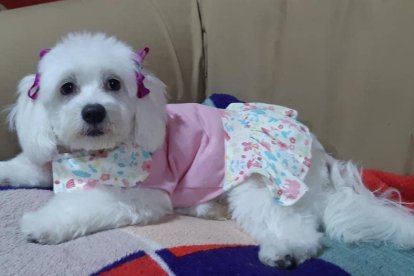 Aunque no hay necesidad de vestir a las mascotas, sus dueños siguen la tendencia.