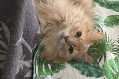 La mascota había contraído una mortal enfermedad infecciosa