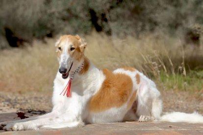 Es un perro que se caracteriza por su pelaje.