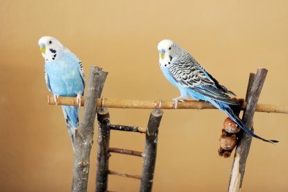 Los expertos recomiendan tenerlos en parejas.