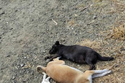 La muerte de los animales fue calificada como una “crueldad”.