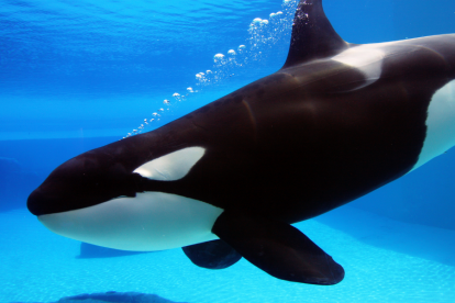 Las orcas suelen golpear a sus presas para después devorarlas.