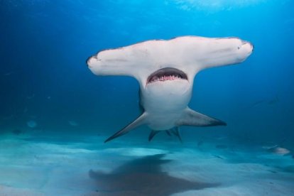 los tiburones martillo