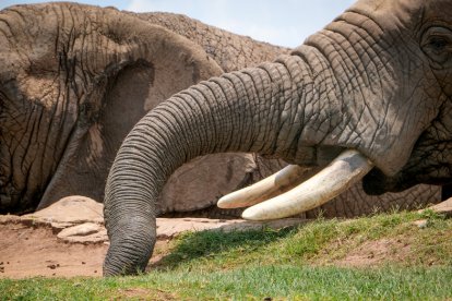 Un ciudadano había comprado colmillos de animales protegidos.