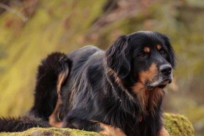 Es una raza muy pegada a sus amos y territorialista.