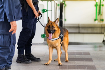 No todos los perros pueden ser policías. En China deben morder como mínimo