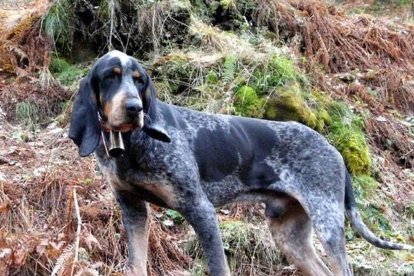 El sabueso azul tiene un excelente olfato