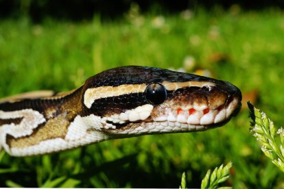 Serpiente muerde a un hombre estando en el baño.