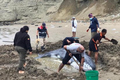 Un hombre reportó que el animal estaba varado en la playa de Anconcito.