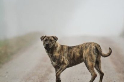 El pelaje atigrado de este can es su característica más común.