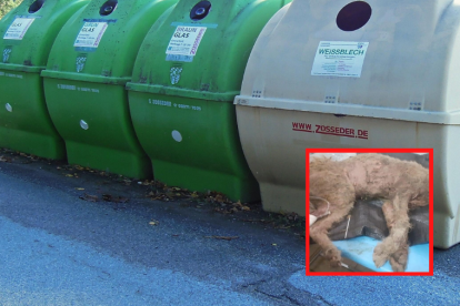 La mascota apenas se movía cuando fue rescatada.