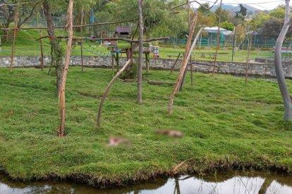 Los dos especímenes presentaban lesiones por perforaciones de colmillo.