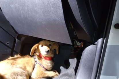 La mascota espera por una familia que lo adopte.