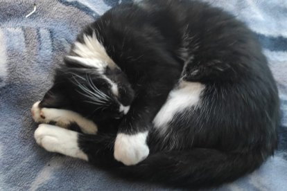 Fígaro era querido por todos los vecinos de la calle Francia.