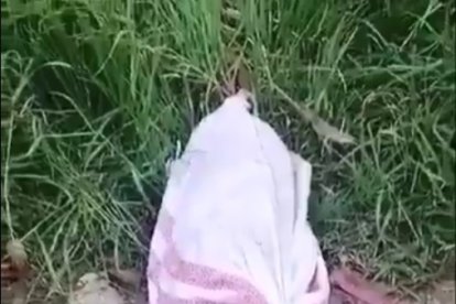 En este saquillo quedó el animalito y posteriormente fue liberado.