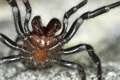 Una araña austaliana puede matar con su veneno, pero al mismo tiempo, a partir de este se podría curar a humanos.