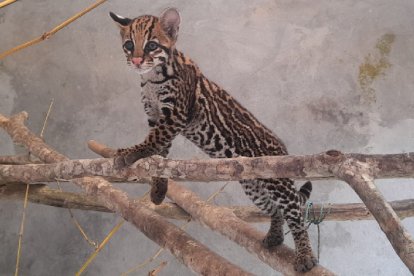 El tigrillo hembra hallado en el patio de una casa.