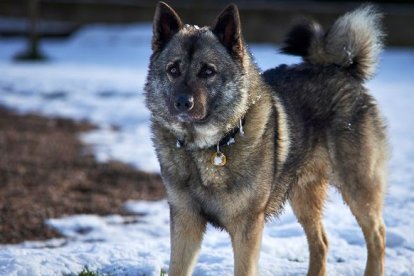 Se trata de un animal independiente y fuerte.