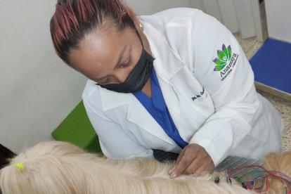 La veterinaria durante una sesión de acupuntura con un perro.