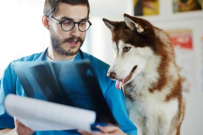 Cuidar los huesos de la mascota ayudará a que se mantenga sana.