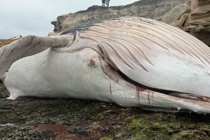 La enorme ballena fue encontrada muerta en un sector de Ayangue.