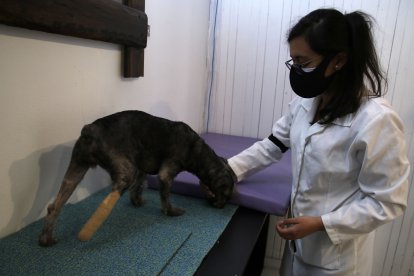 La fundación que la acogió necesita donaciones para este y otros casos.