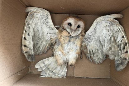 El ave estaba con vida cuando lo hallaron en el noroeste de la urbe.