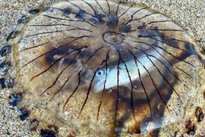 El increíble hallazgo tiene asombrados a los científicos.