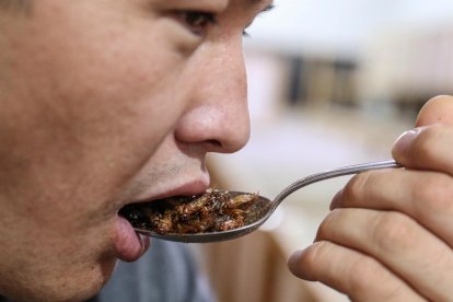 De cuatro kilogramos de grillos, se obtiene un kilogramo de harina proteica.