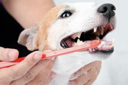 El cepillado de dientes una vez a la semana es ideal.