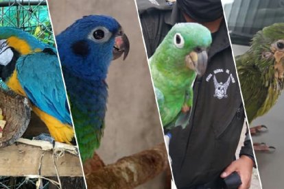 Las aves rescatadas en viviendas de Santo Domingo de los Tsáchilas.