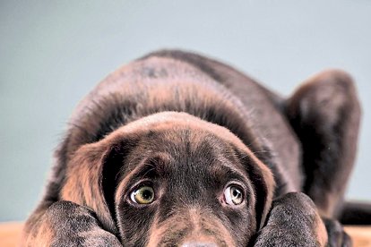 El 70 % de los perros puede sufrir ansiedad.