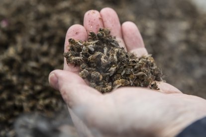 Los pesticidas han matado a millones de abejas en el Brasil en los últimos años.