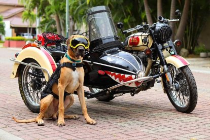 Desde que era un cachorro su dueño lo acostumbró a ir en la moto.