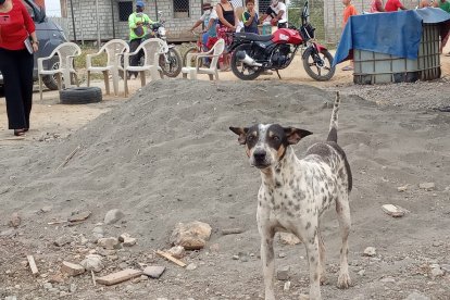 El can que ha motivado la tragedia