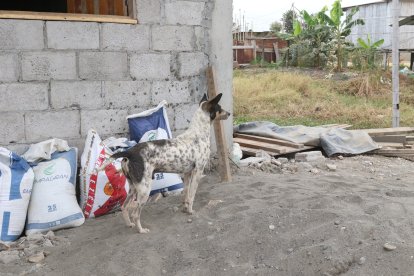 Darwin Octavio Muentes Moreira fue asesinado la noche del miércoles presuntamente por defender a su mascota, Camionero.