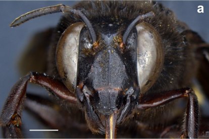 El animal es macho y hembra.