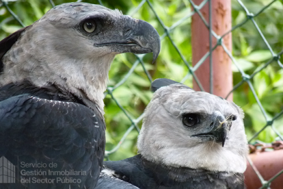 Ecuador y España se unen para proteger al águila harpía.
