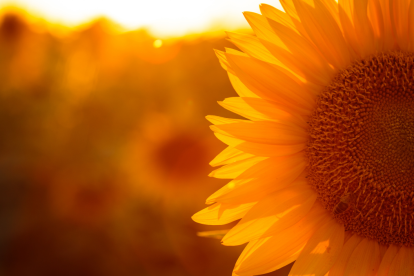 El autor las plantó los girasoles en su propio estudio.
