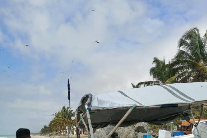 El inusual y mortal hecho sucedió luego de que el extranjero junto a un amigo salieran a pescar y el cetáceo les cayera encima.