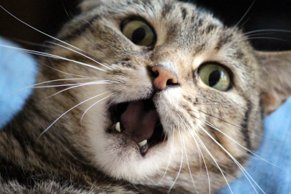 Hay 7 rasgos que pueden decir mucho de tu gato.