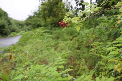 Manto de mora silvestre en una hacienda de la Isla San Cristóbal, el 20 de agosto de 2021, en el archipiélago de Galapágos (Ecuador).