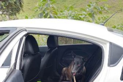 Un can ayudó a detectar la droga dentro de un vehículo.