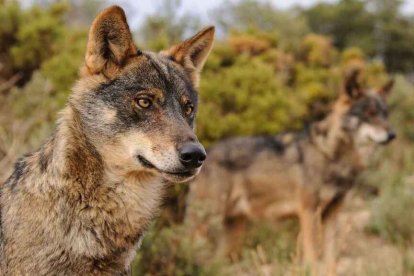 El lobo ibérico ha sido blindado y ha generado reacciones en España.