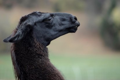 Imagen de una llama, en una fotografía de archivo.