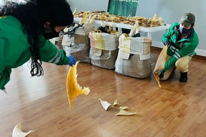 cedida por la Secretaría del Medioambiente de Bogotá que  muestra a funcionarios mientras cuentan aletas de tiburón en Bogotá