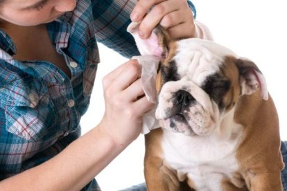 Basta un algodón humedo para limpiar las orejas en casa.