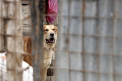 Los perros vigilan un terreno donde crían cerdos y siembran verduras.