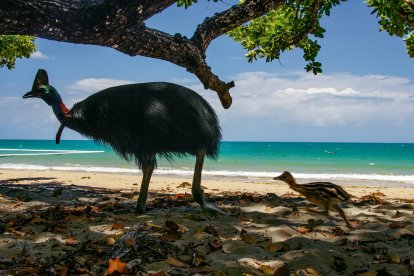 Polluelos de esta rara ave de oceanía que vive hasta nuestros días habrían sido criados